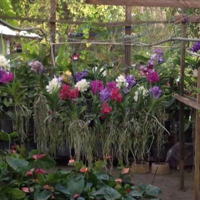 Oasis Event Grounds0243