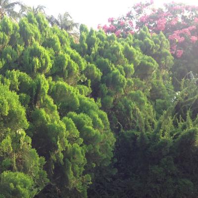 Oasis Event Grounds0396