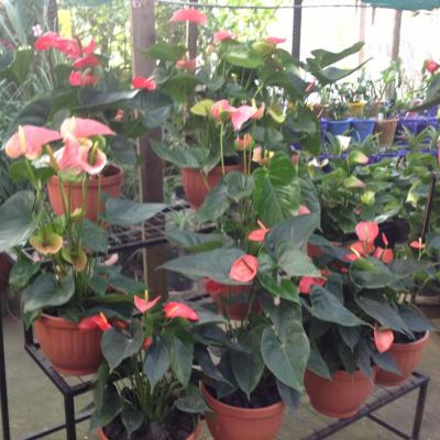 Oasis Event Grounds0491