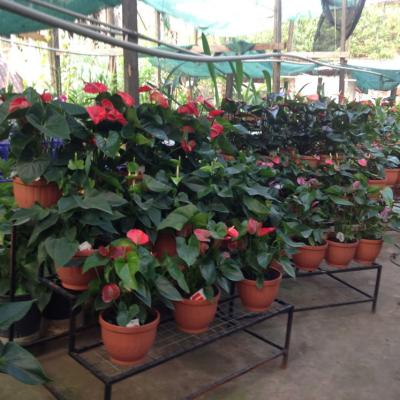 Oasis Event Grounds0492