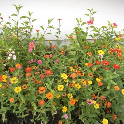 Oasis Event Grounds1867