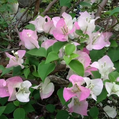 Oasis Garden Flowers 3592