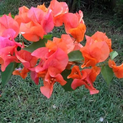 Oasis Garden Flowers 3593