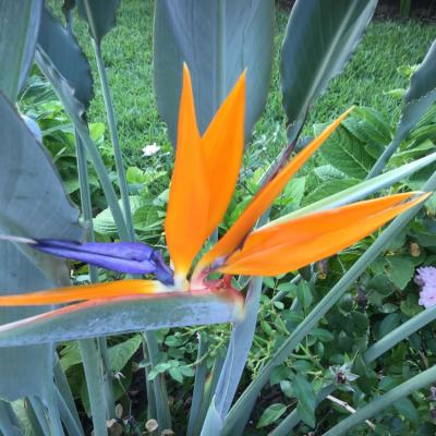 Oasis Garden Flowers 3632