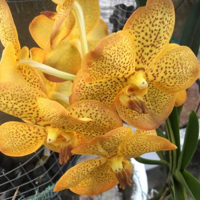 Oasis Garden Flowers 3633