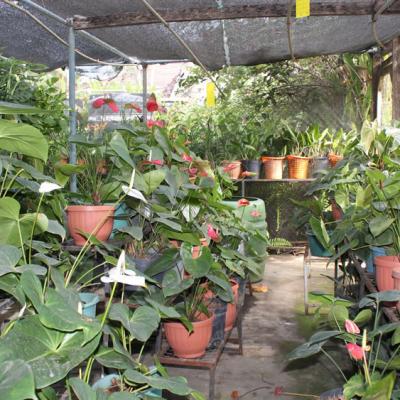 Oasis Garden Flowers 8017