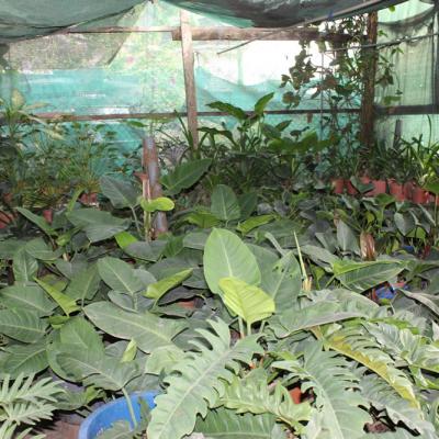 Oasis Garden Flowers 8021