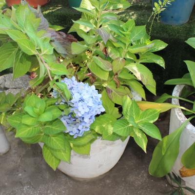 Oasis Garden Flowers 8033