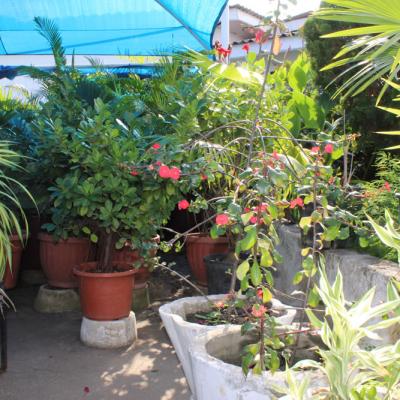 Oasis Garden Flowers 8046