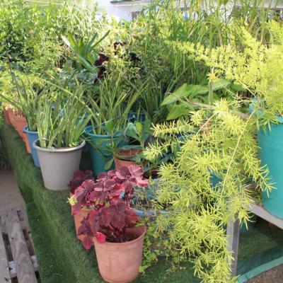 Oasis Garden Flowers 8050