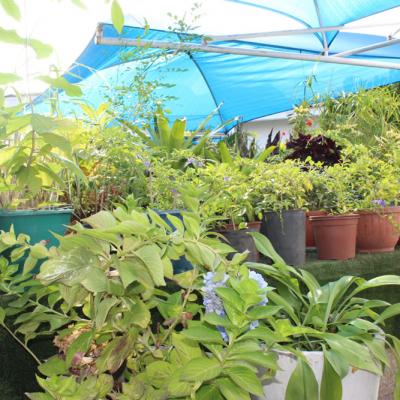 Oasis Garden Flowers 8054