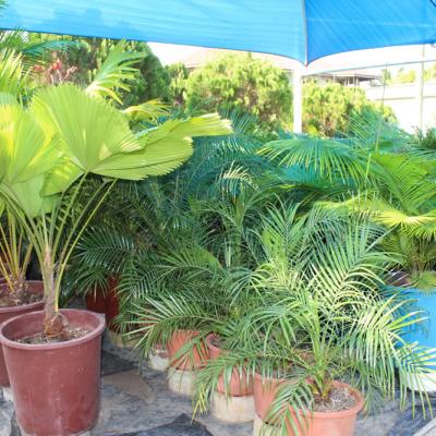 Oasis Garden Flowers 8070